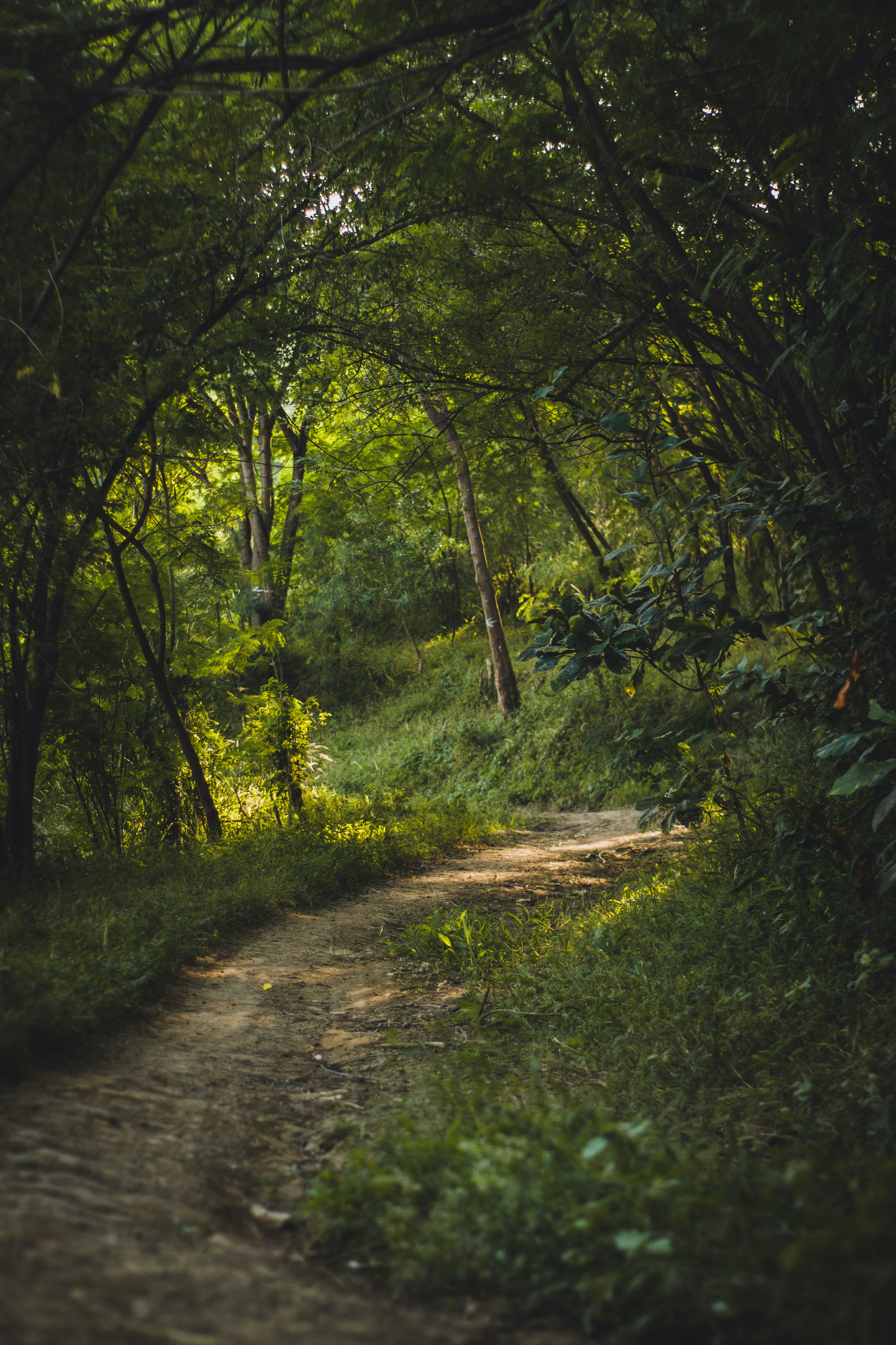 Path through a quiet forest